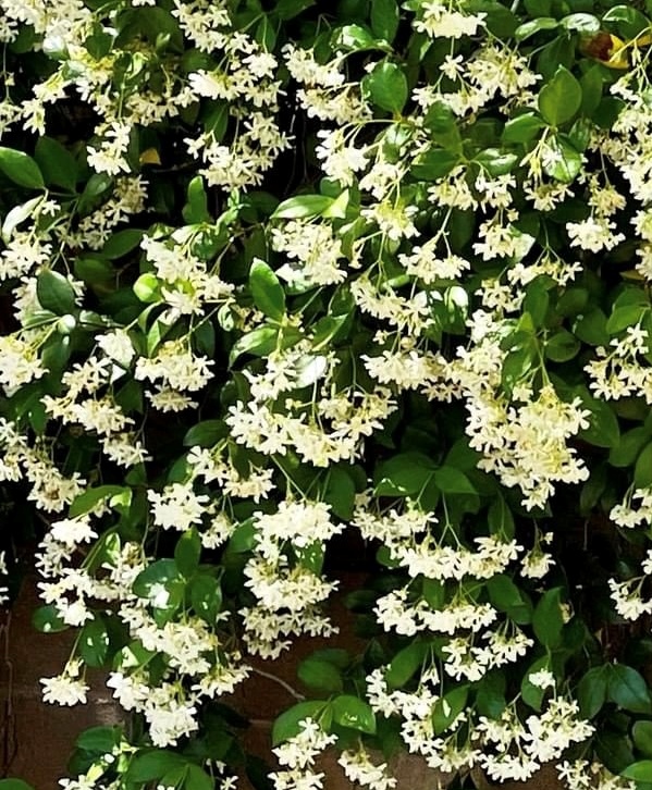 Tucson Drought Tolerant Vines Nursery